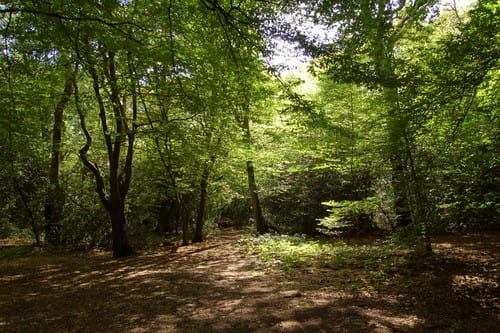 Epping forest